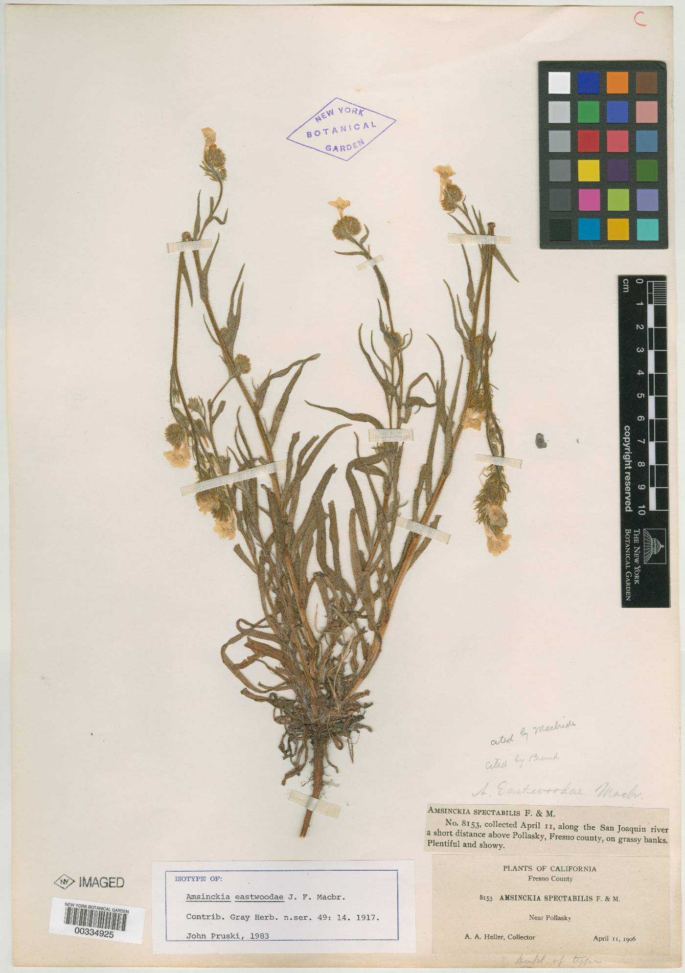 Amsinckia eastwoodiae image