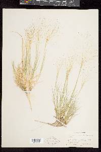 Muhlenbergia asperifolia image