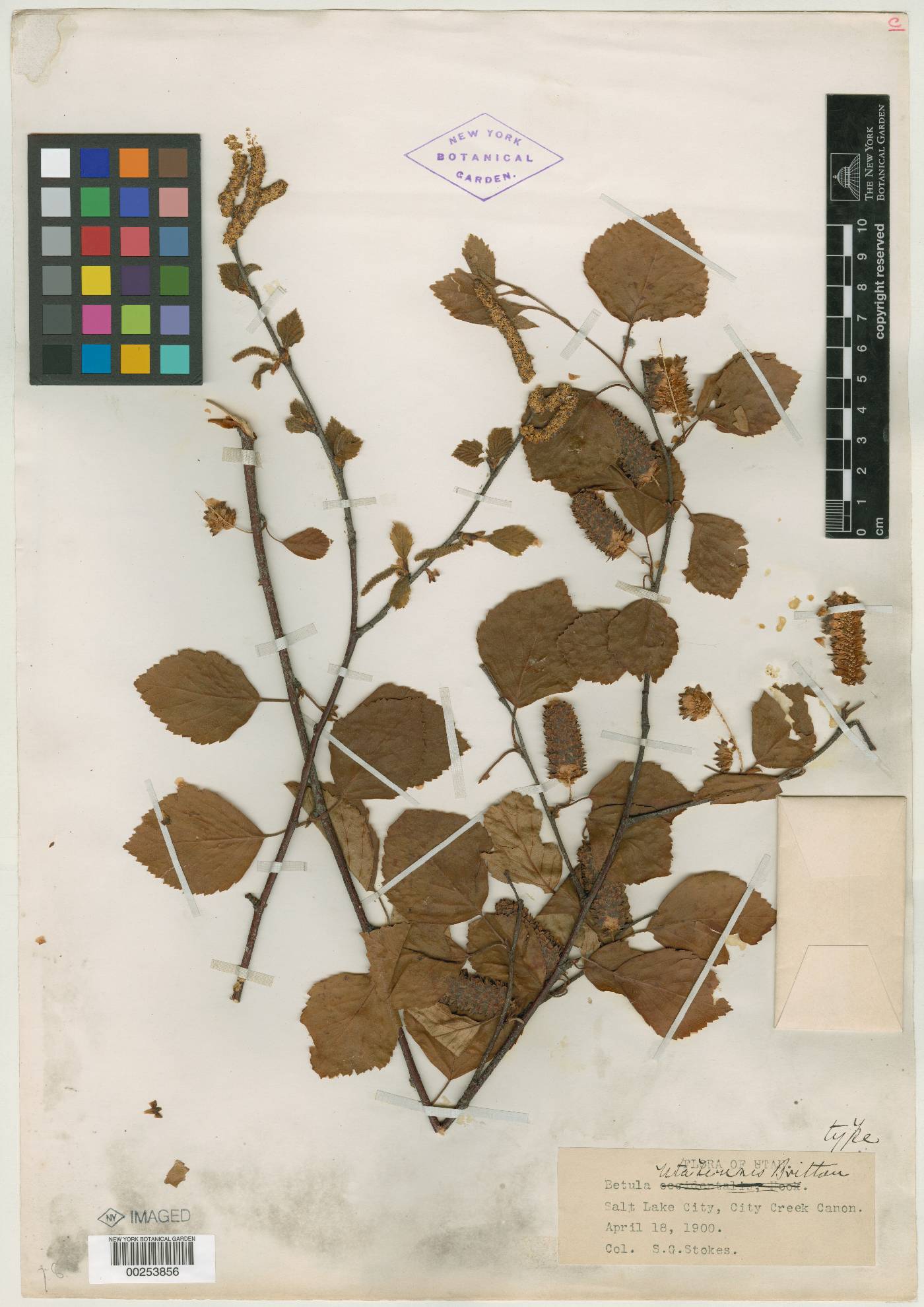 Betula utahensis image