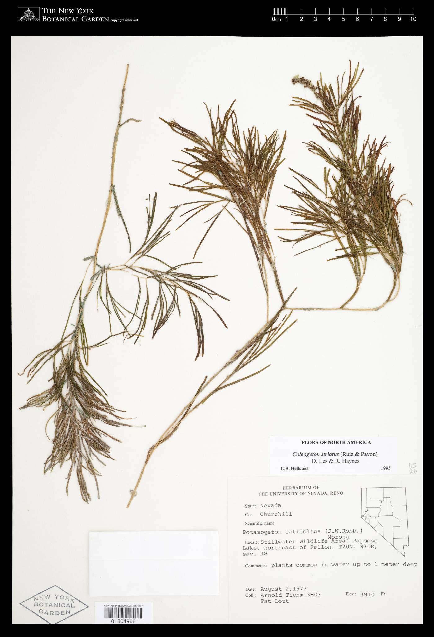 Stuckenia striatus image