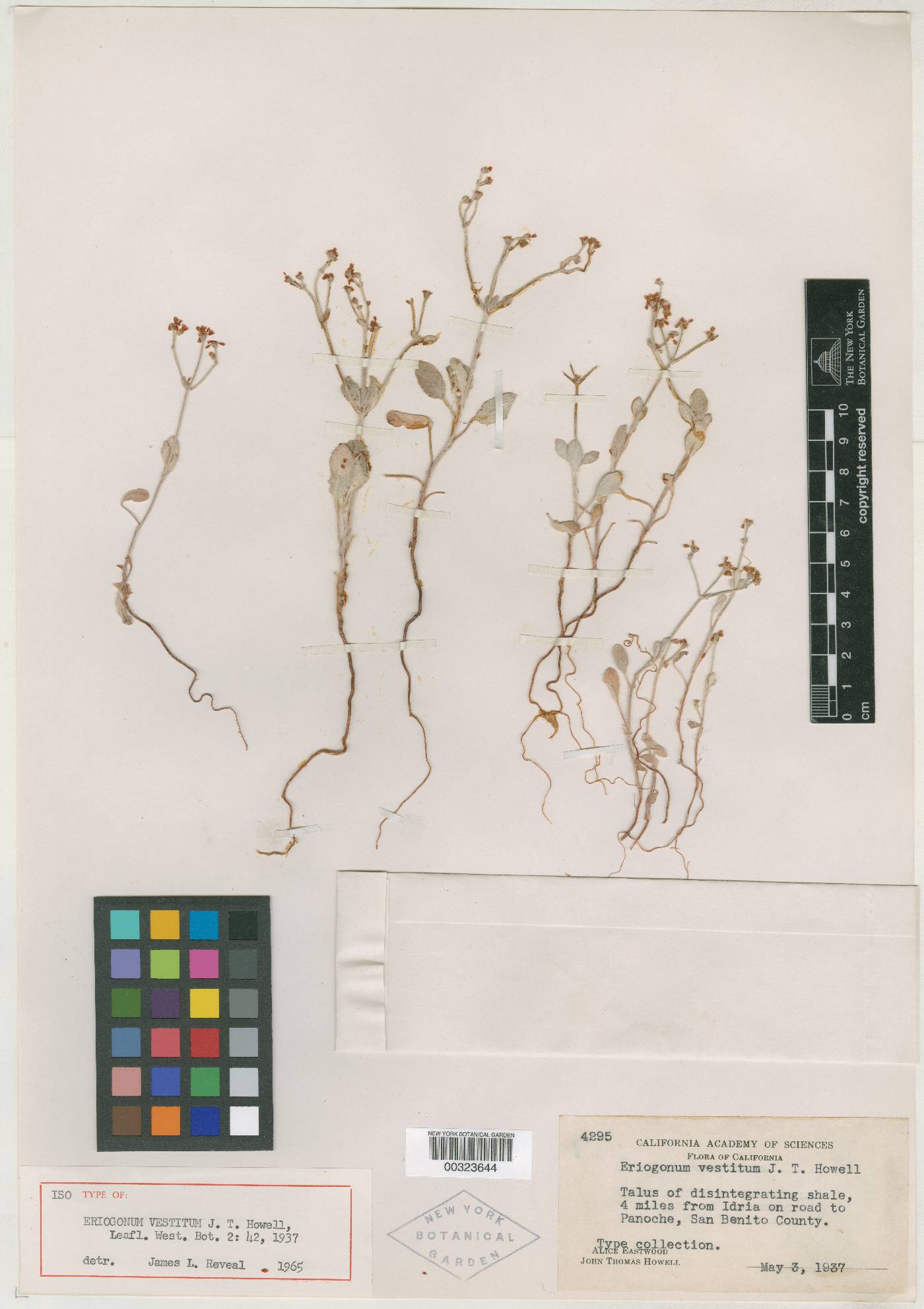 Eriogonum vestitum image