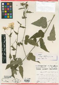 Image of Hibiscus citrinus