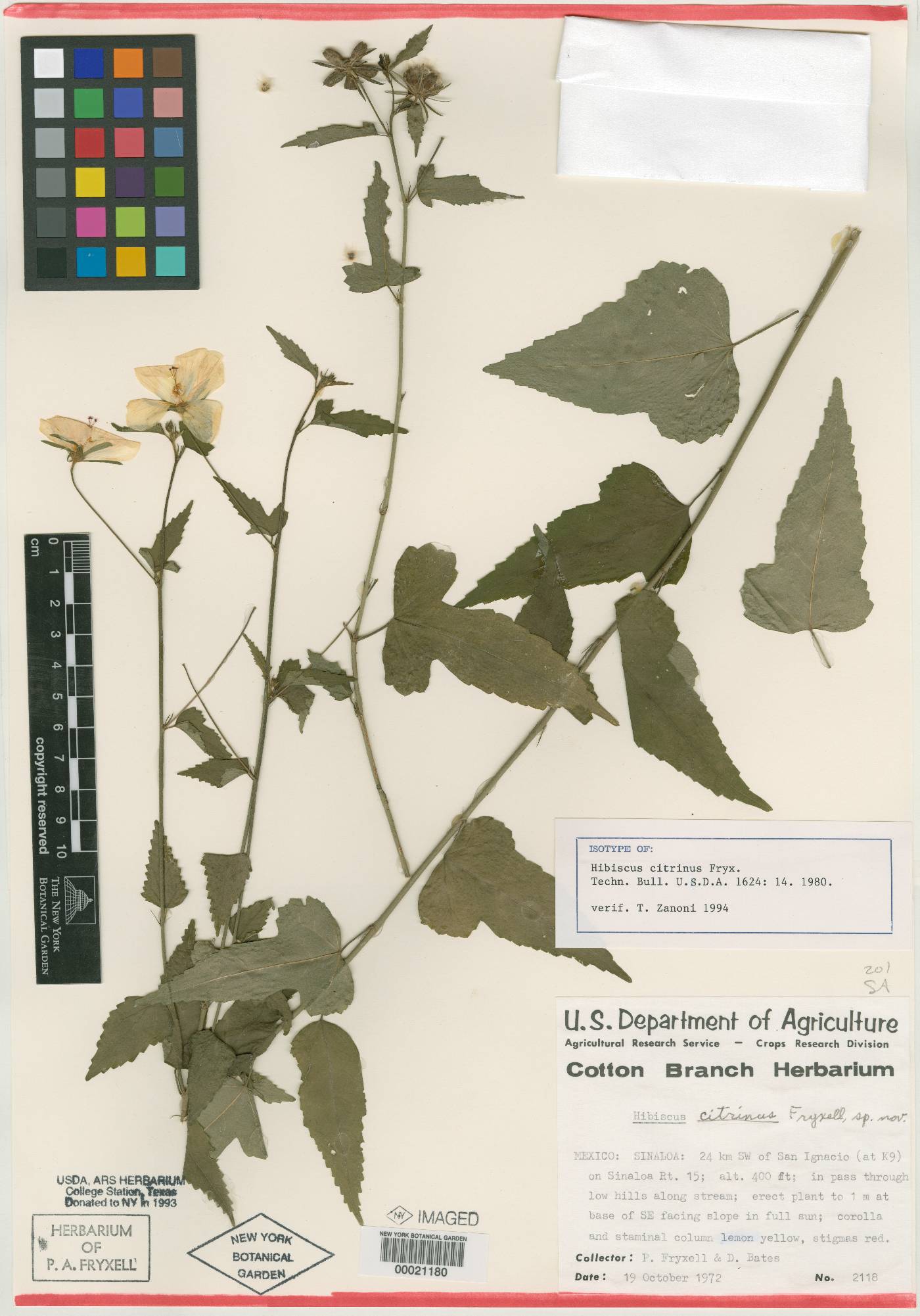 Hibiscus citrinus image