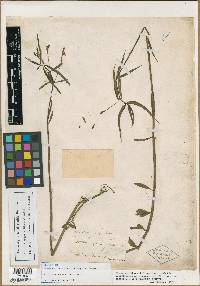 Dianthera ovata image