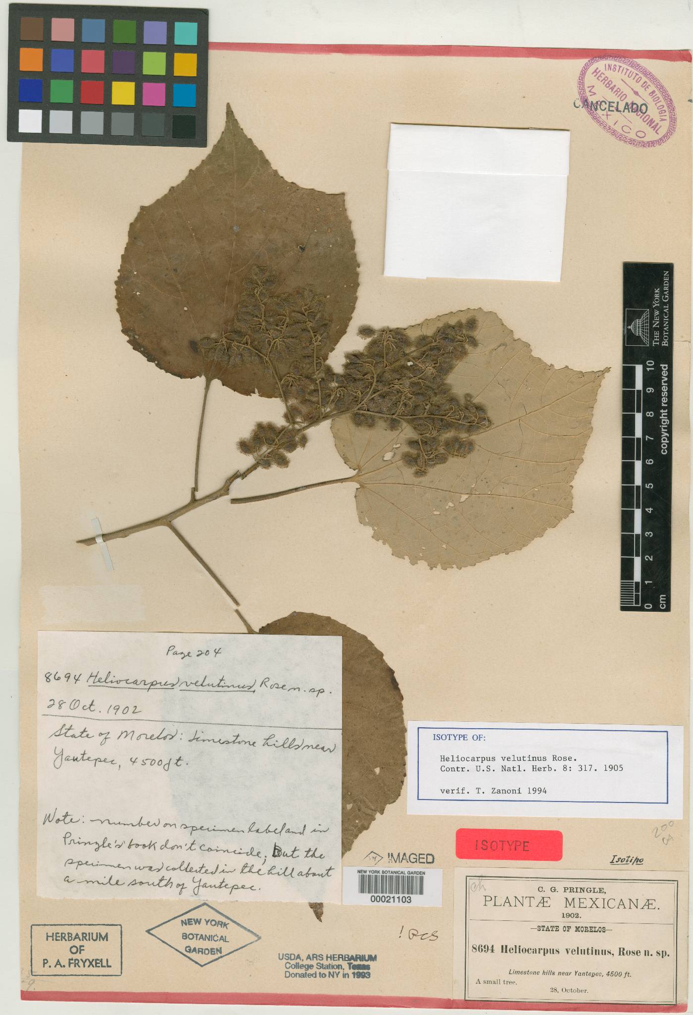 Heliocarpus velutinus image