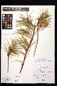 Taxodium distichum var. imbricarium image