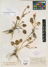 Ranunculus cardiophyllus var. pinetorum image