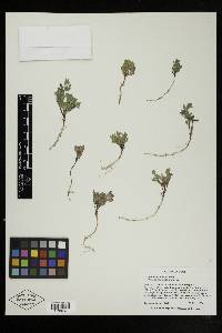 Scutellaria sapphirina image