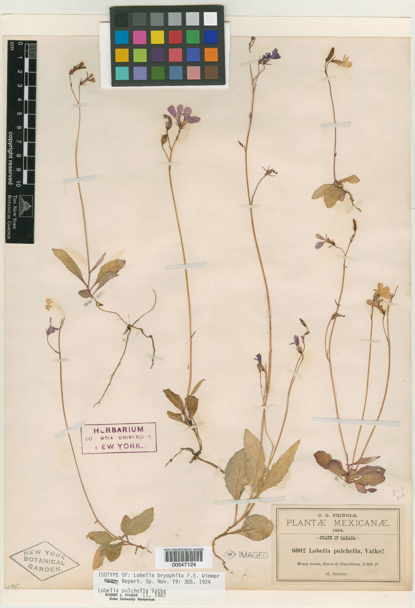 Lobelia bryophila image