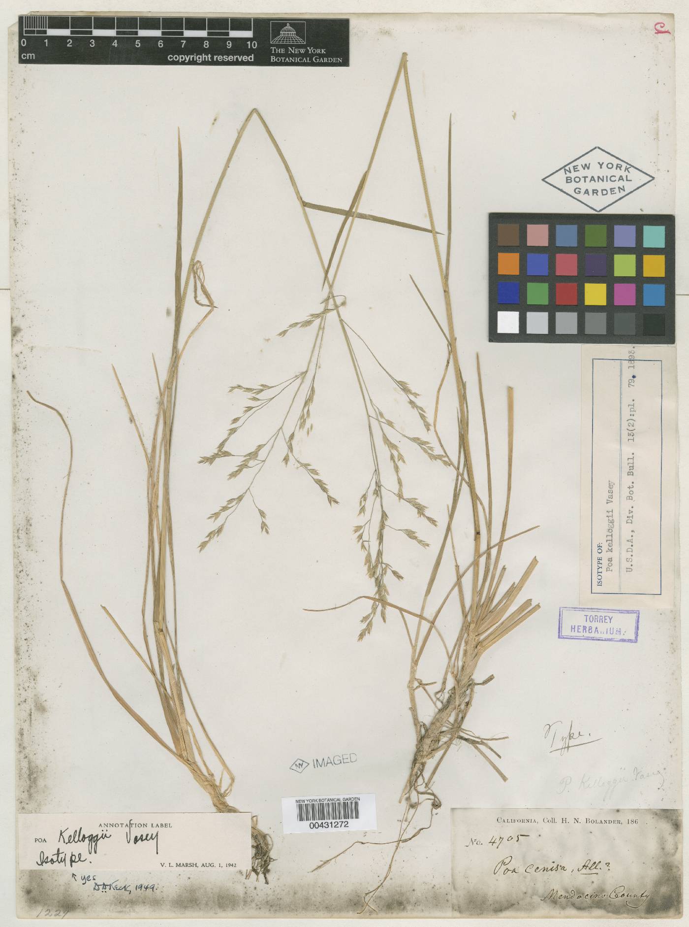 Poa kelloggii image