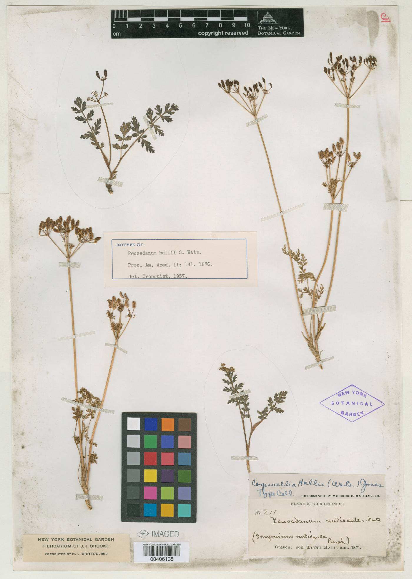 Cogswellia hallii image