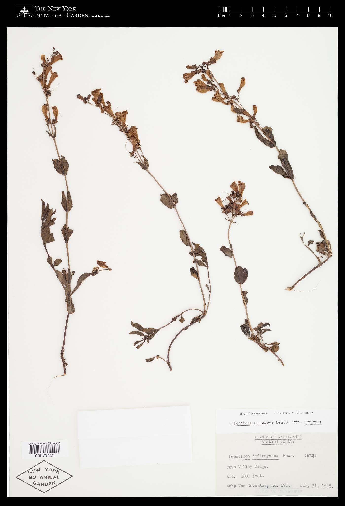 Penstemon azureus var. azureus image
