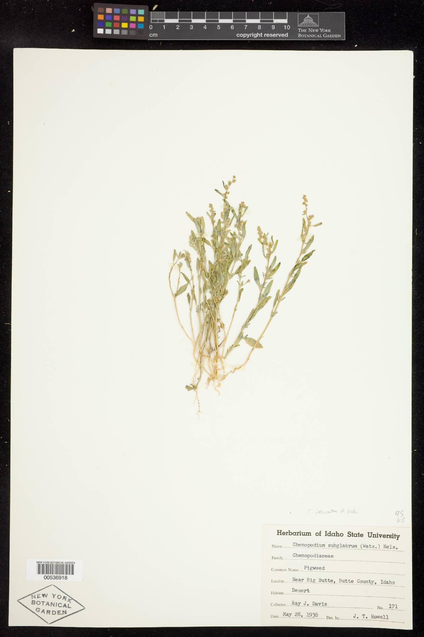 Chenopodium desiccatum image