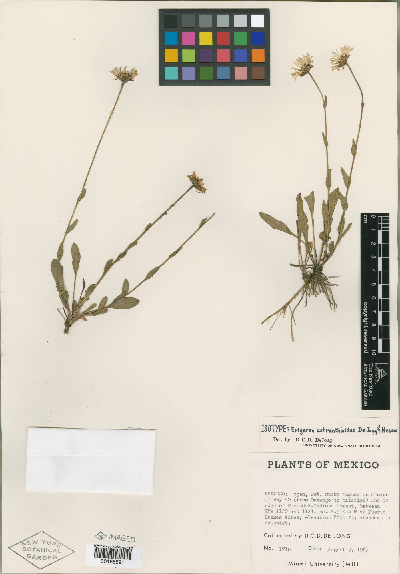 Erigeron astranthoides image