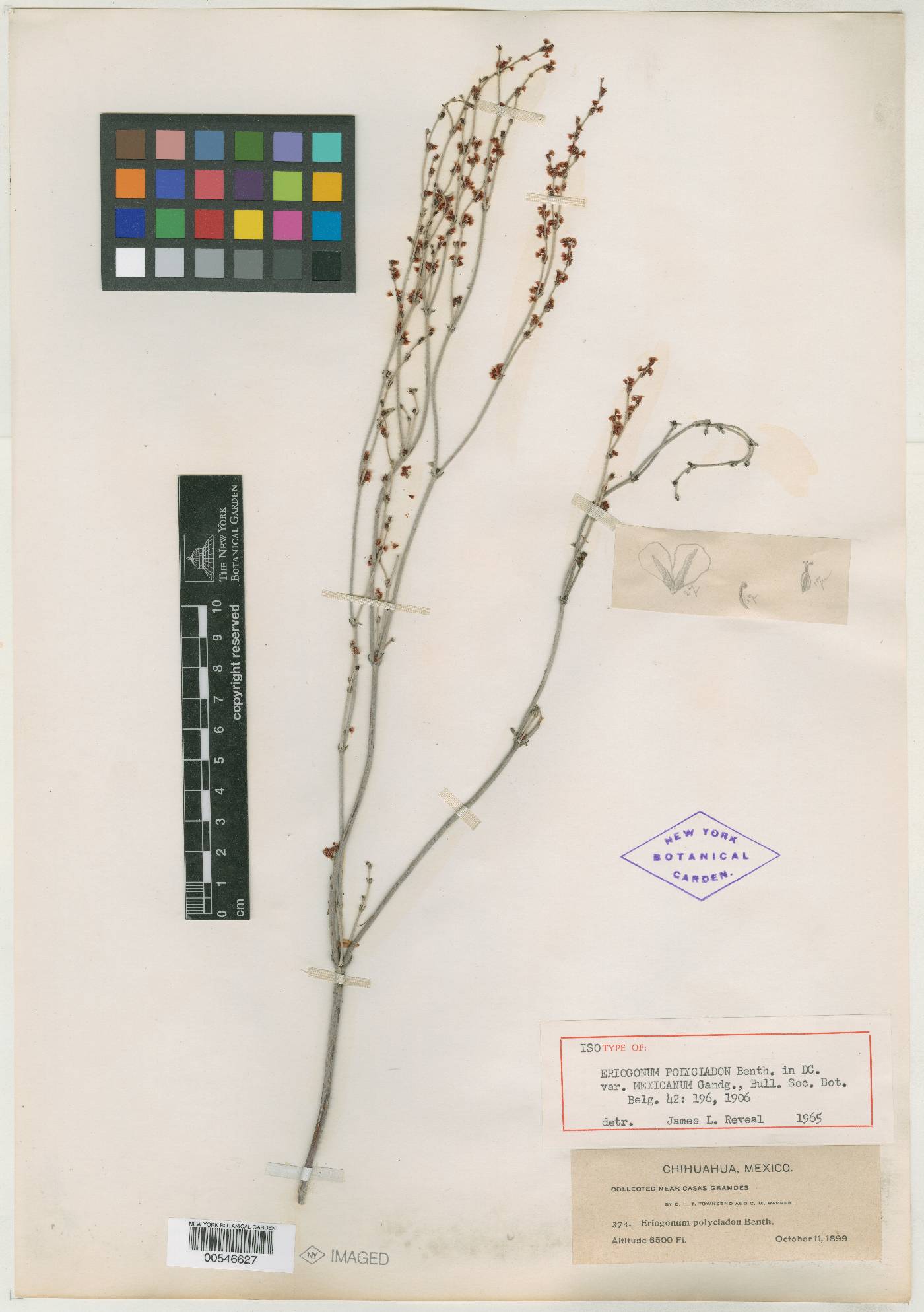 Eriogonum polycladon var. mexicanum image