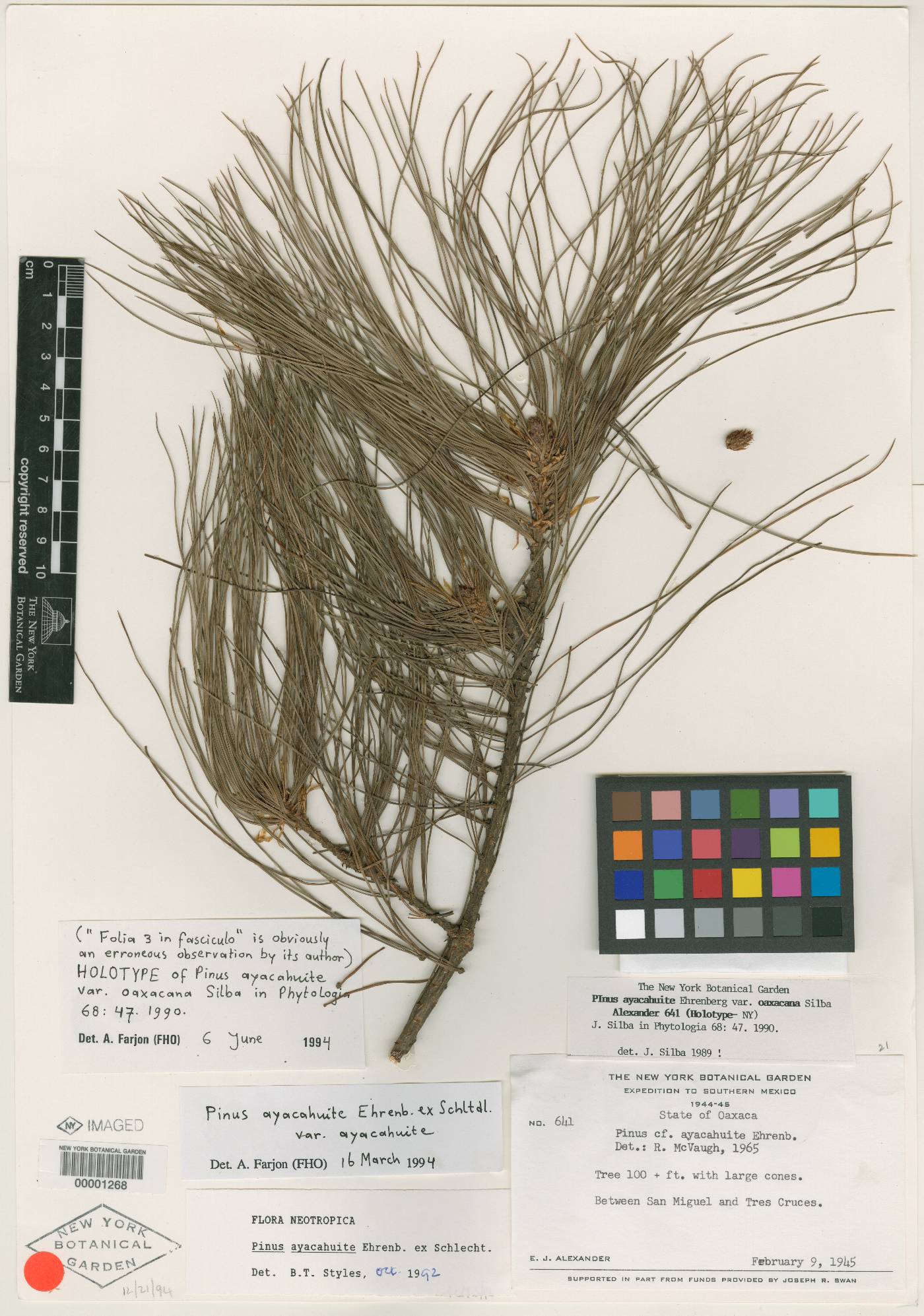 Pinus ayacahuite image