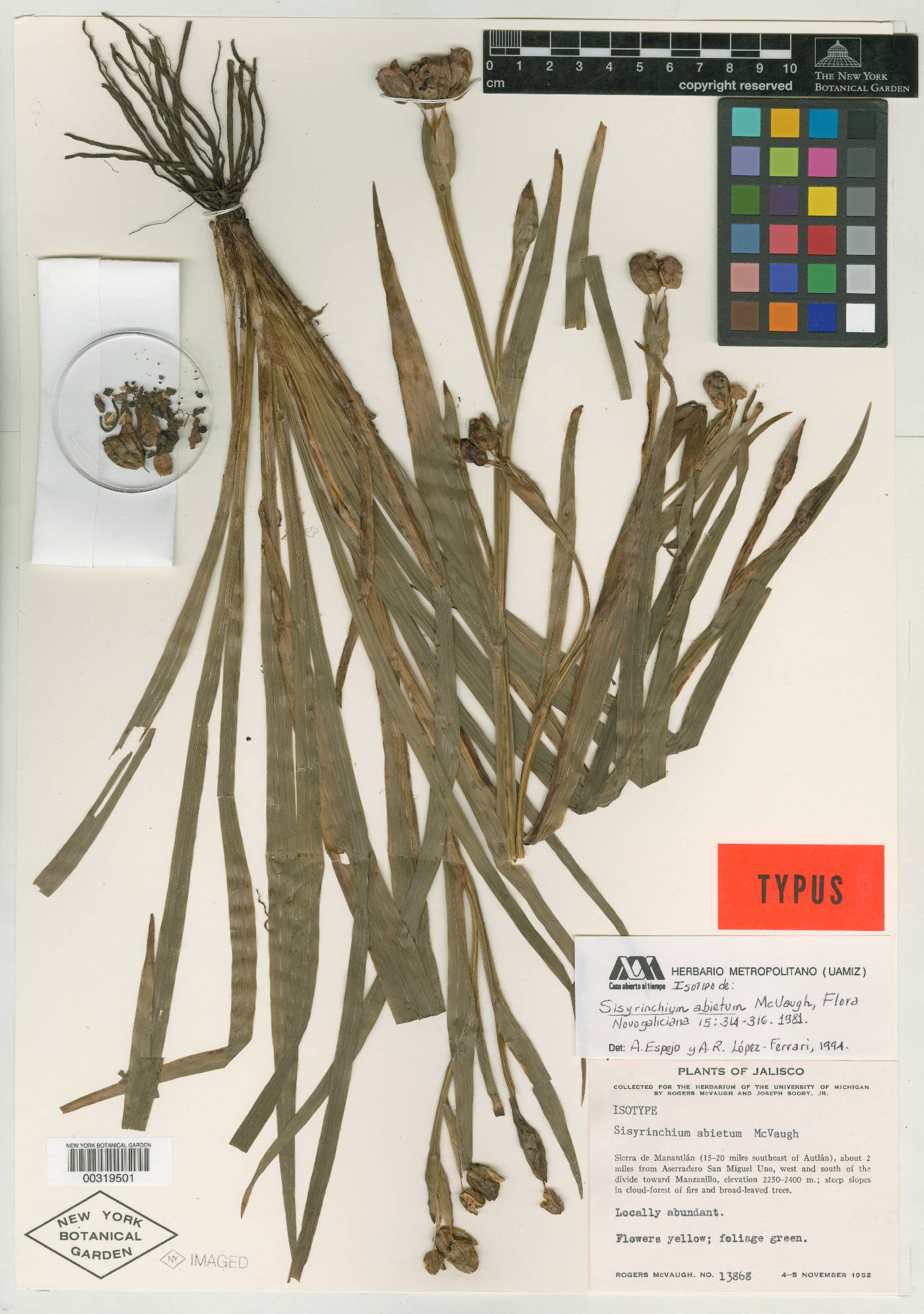 Sisyrinchium abietum image