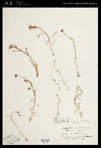 Blennosperma californicum image