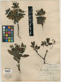 Salix barclayi image