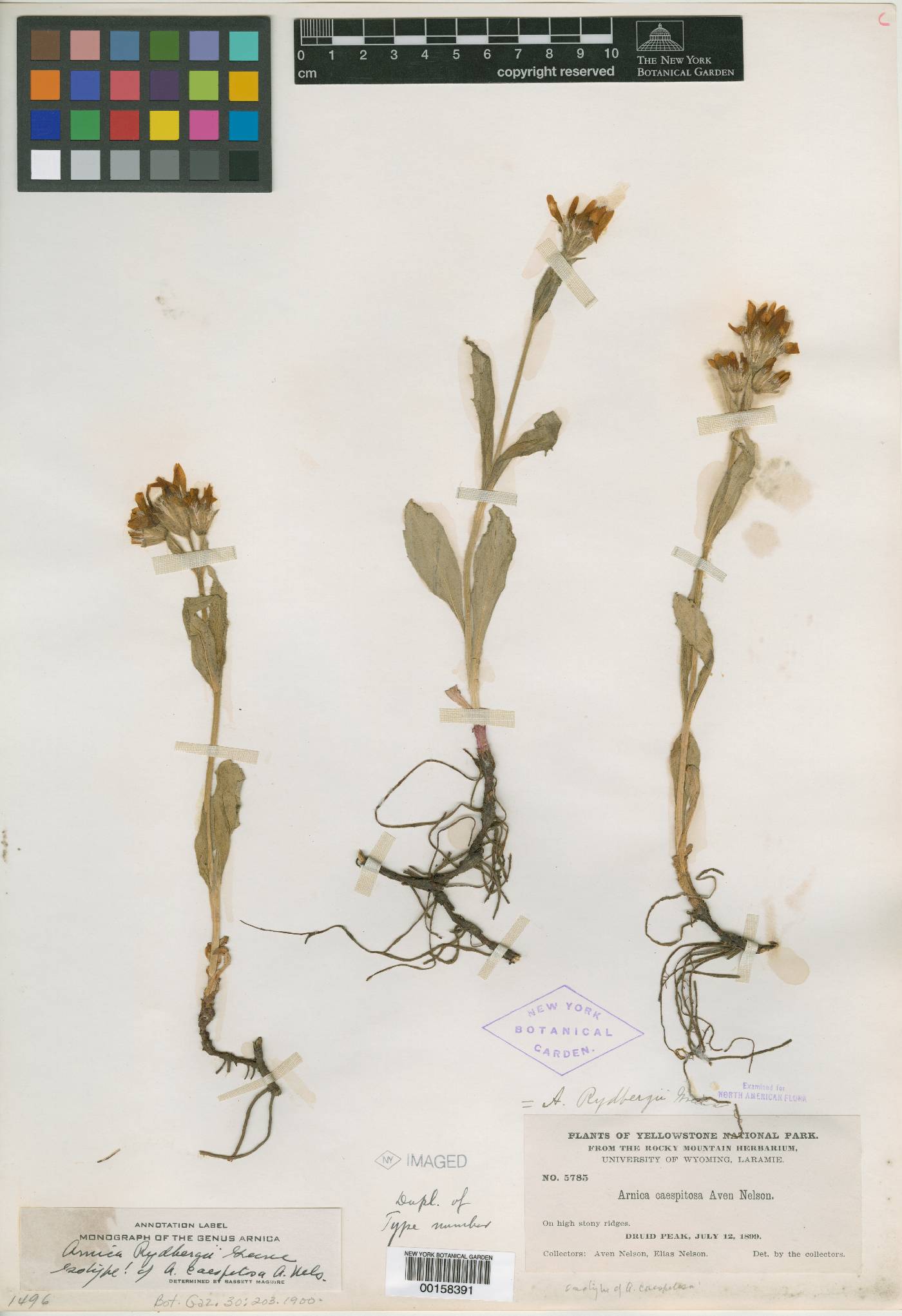 Arnica caespitosa image