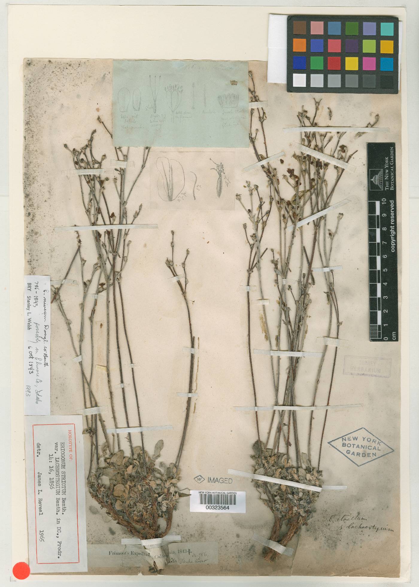 Eriogonum strictum var. lachnostegium image