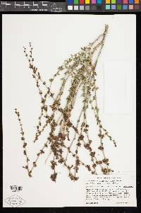 Keckiella rothrockii var. rothrockii image