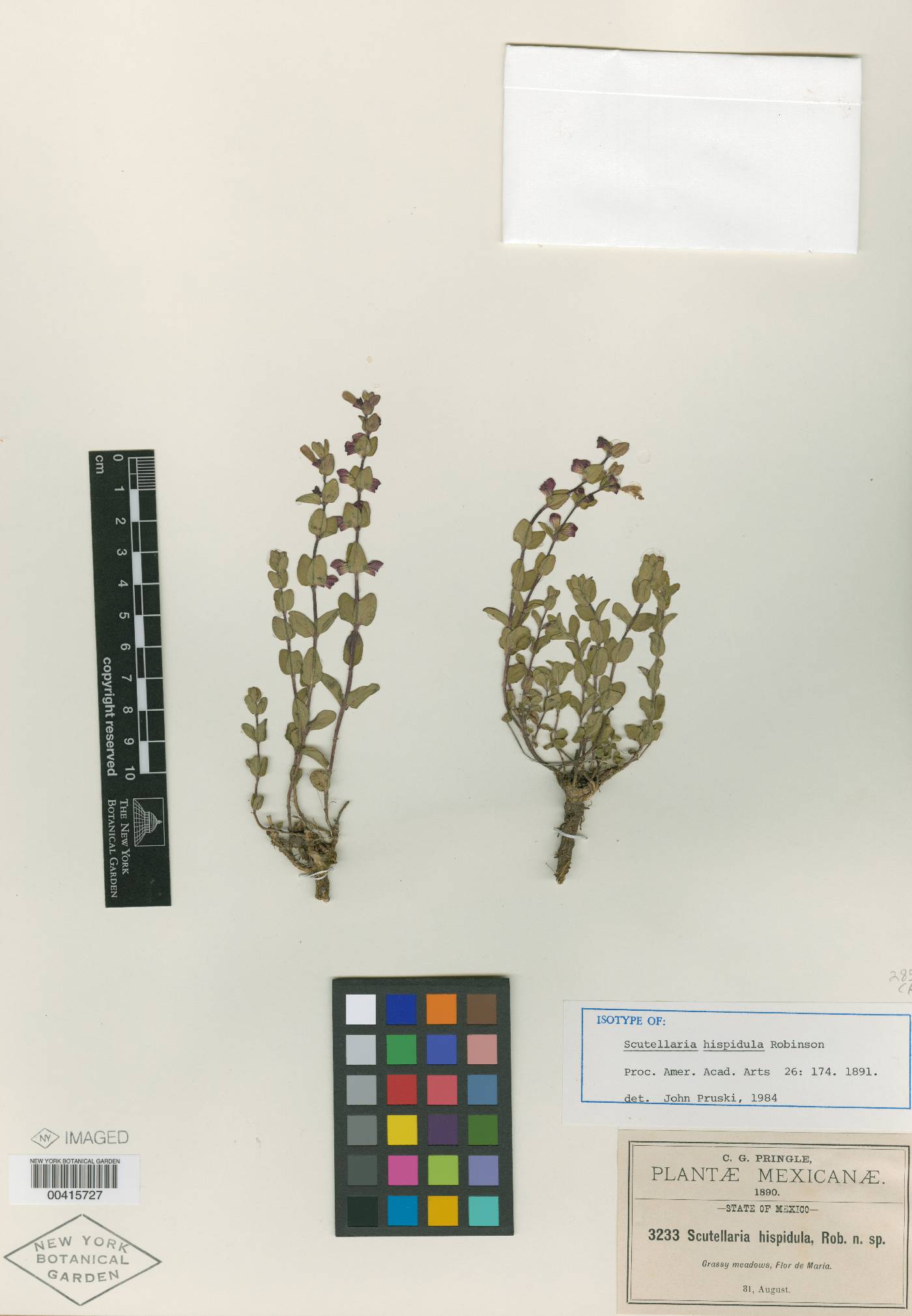 Scutellaria hispidula image