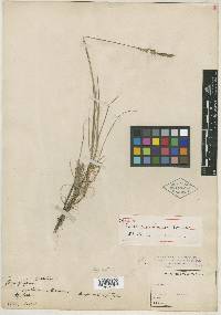 Elymus violaceus image