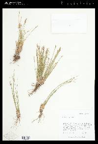 Juncus parryi image