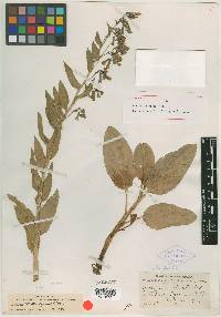 Image of Mertensia picta