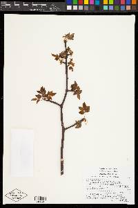 Bursera biflora image