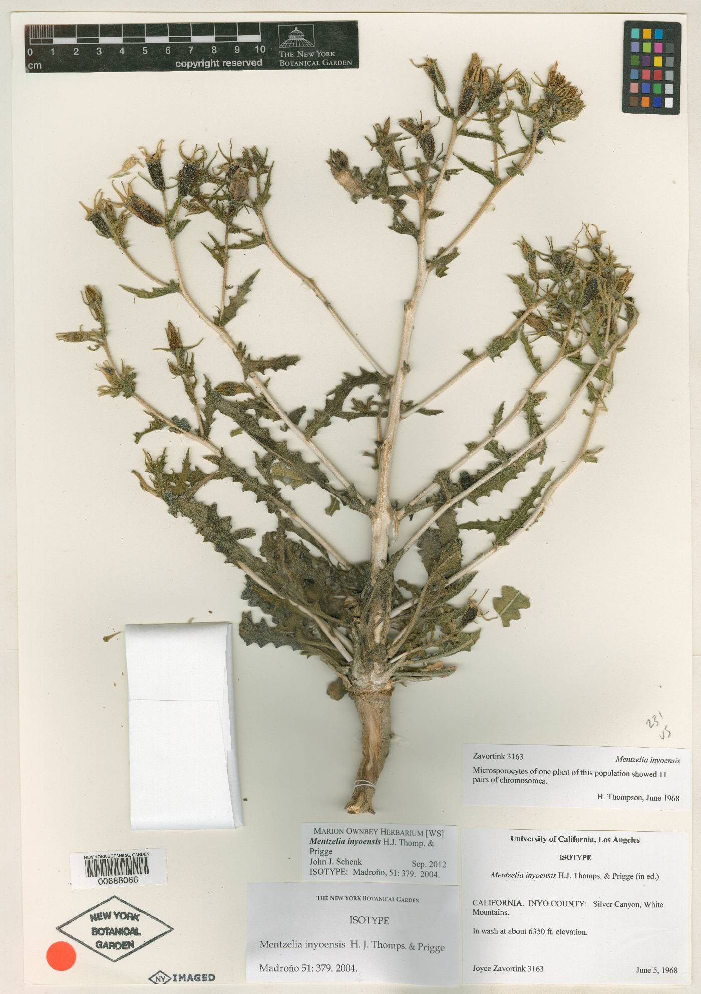 Mentzelia inyoensis image
