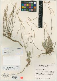 Arabis lasiocarpa image