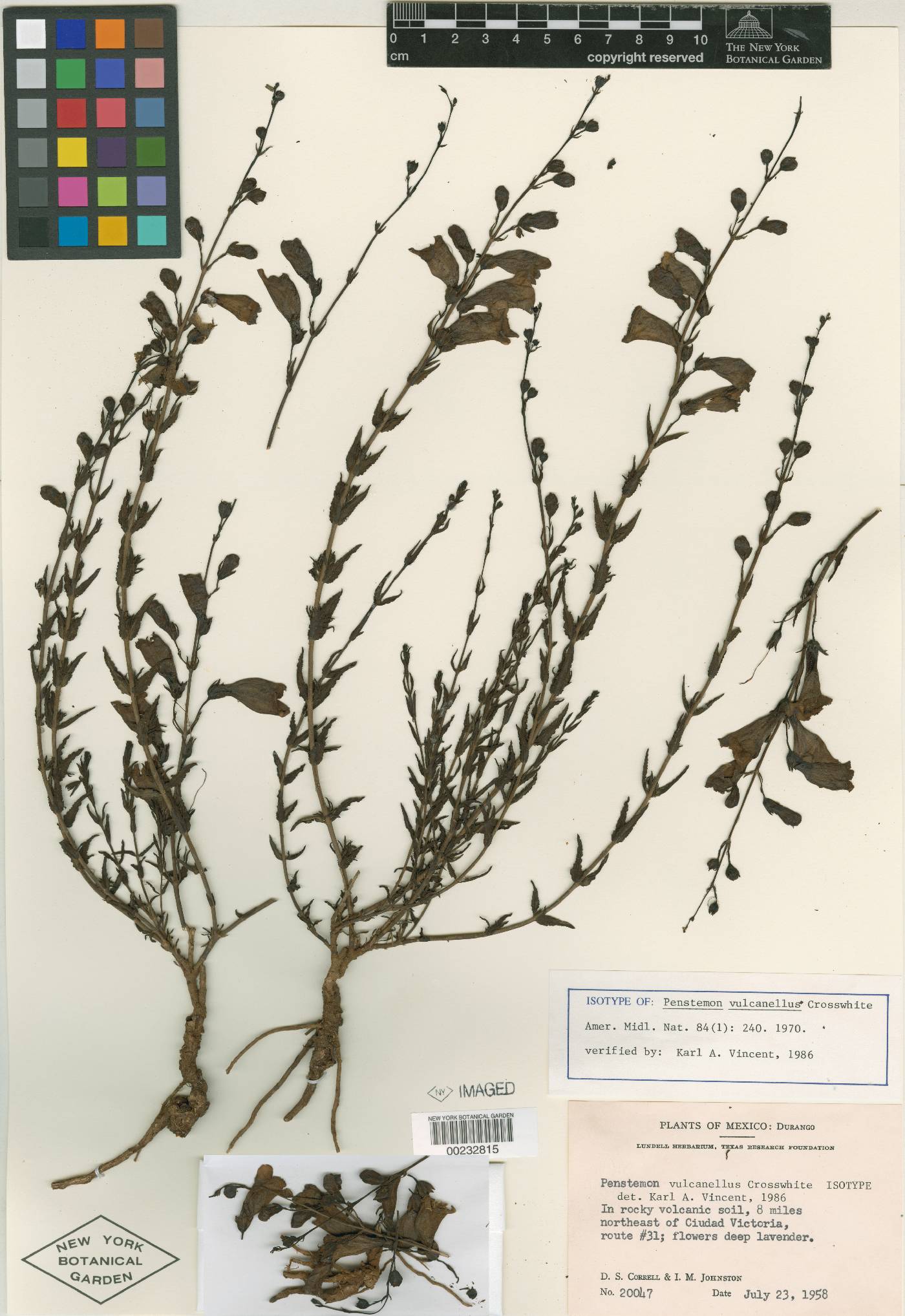 Penstemon vulcanellus image