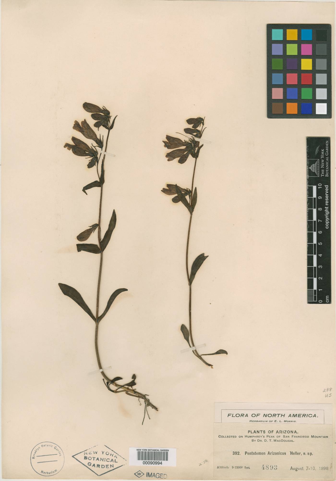 Penstemon arizonicus image