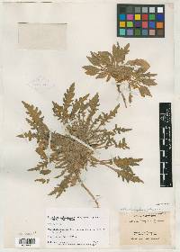 Oenothera bufonis image