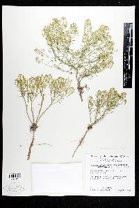 Lepidium alyssoides image