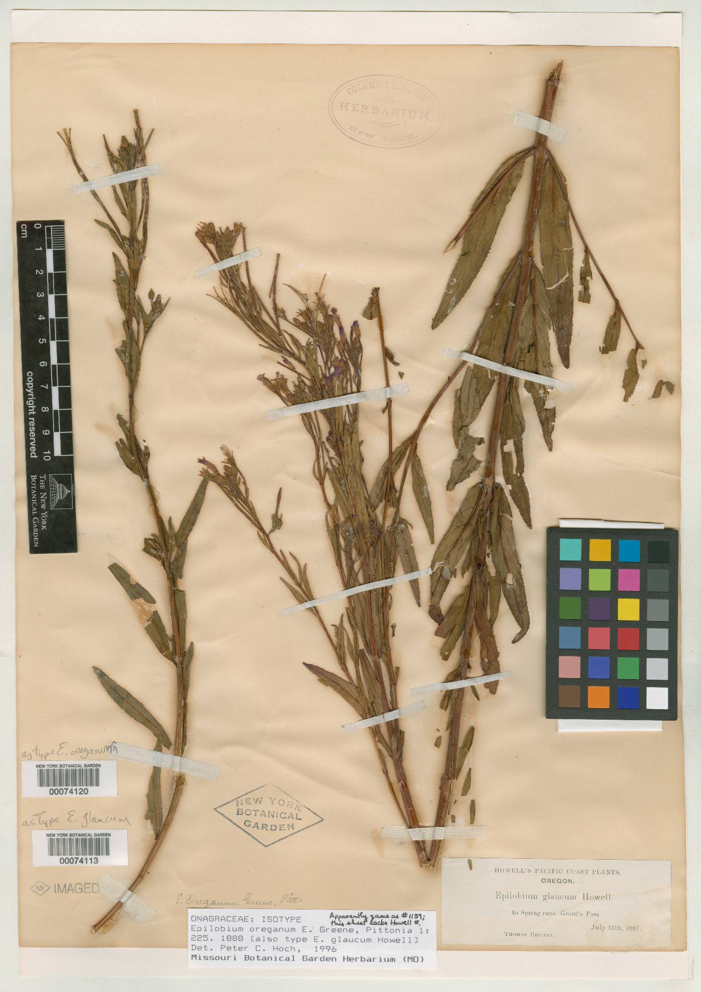Epilobium oreganum image