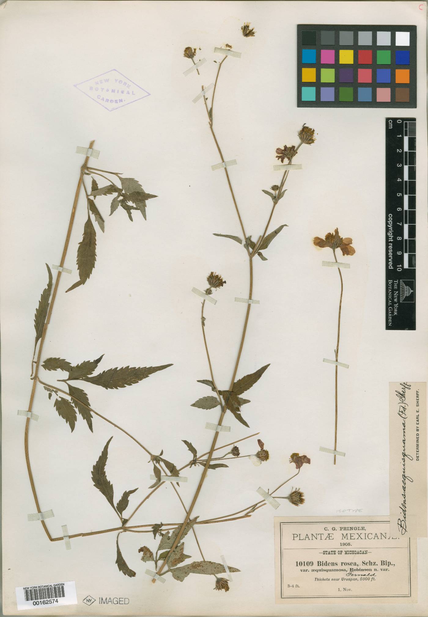 Bidens rosea var. aequisquama image