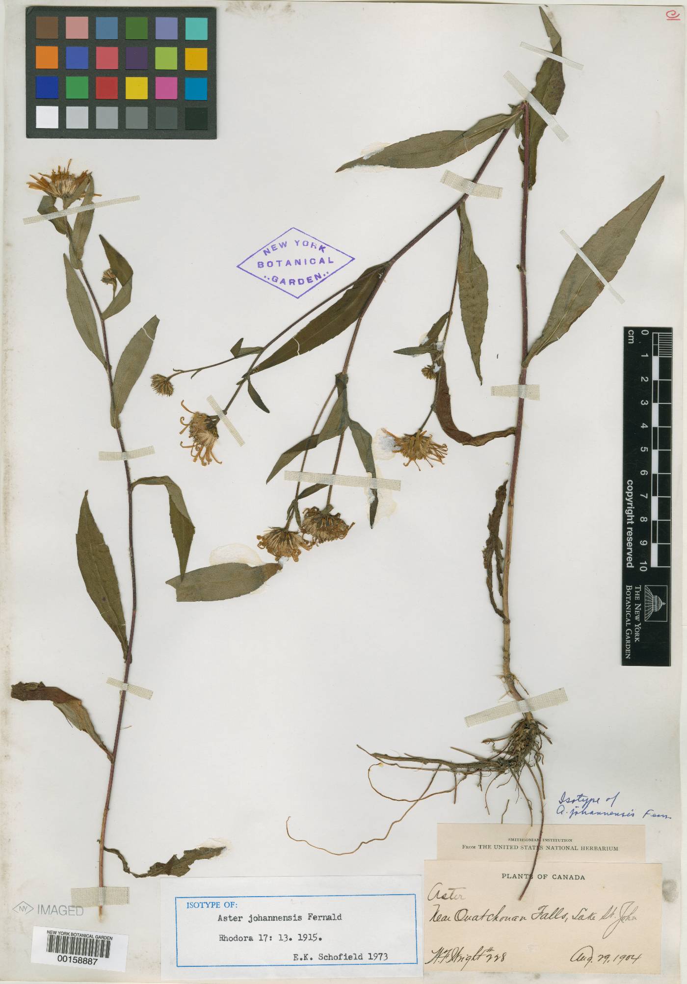 Aster johannensis image