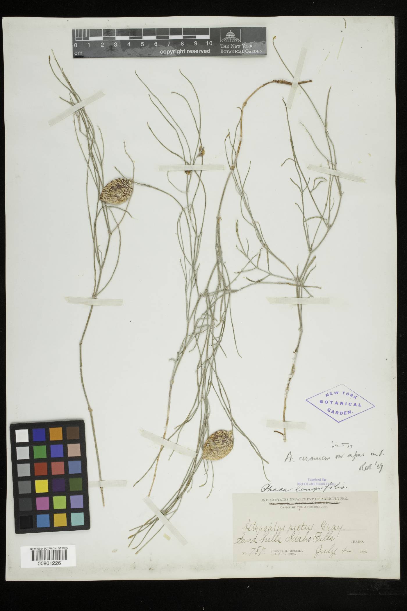 Astragalus ceramicus var. apus image