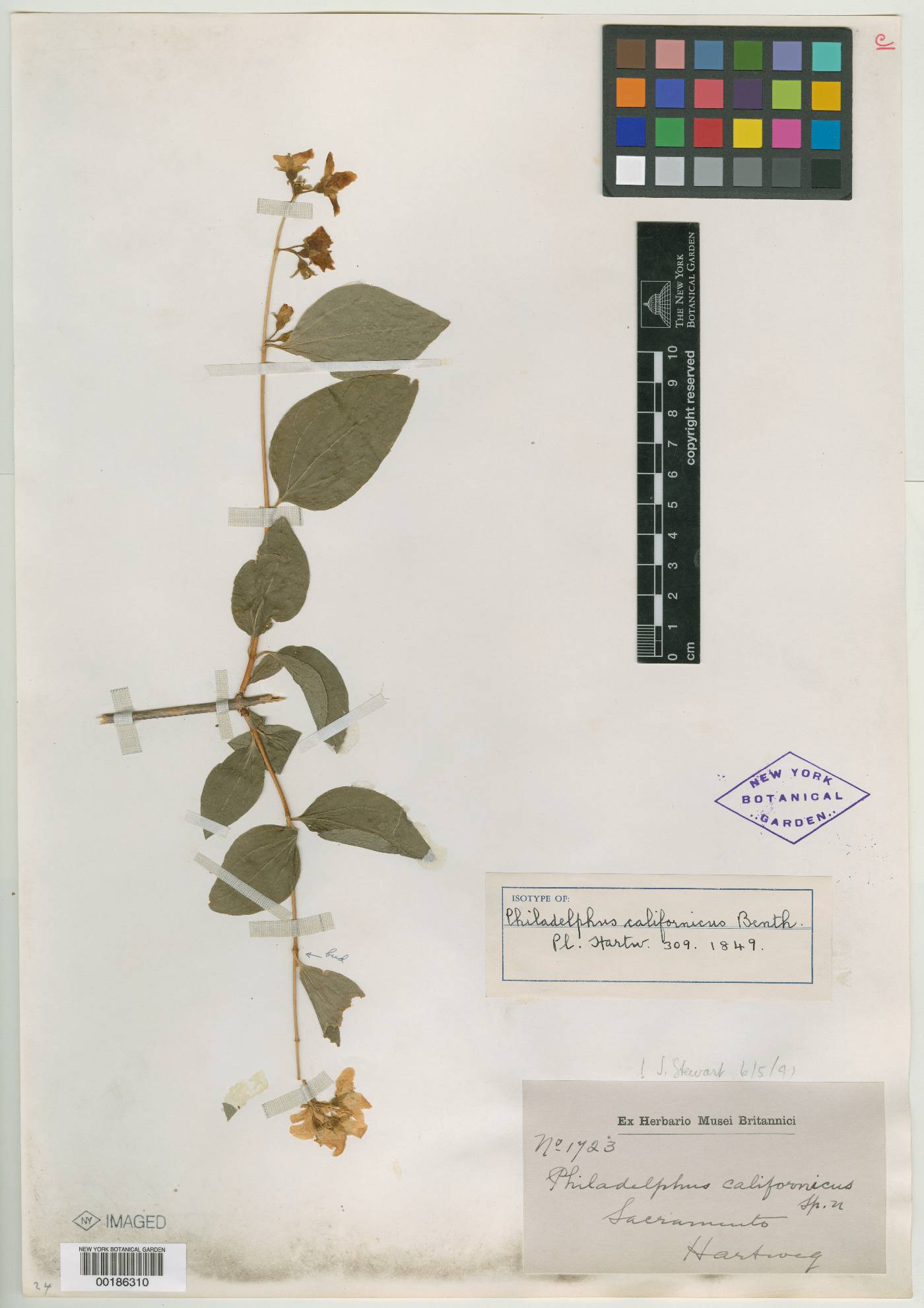 Philadelphus californicus image