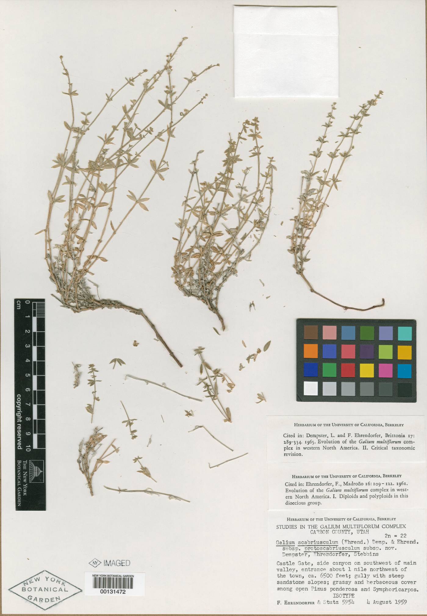 Galium scabriusculum subsp. protoscabriusculum image