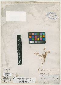 Chorizanthe parryi image