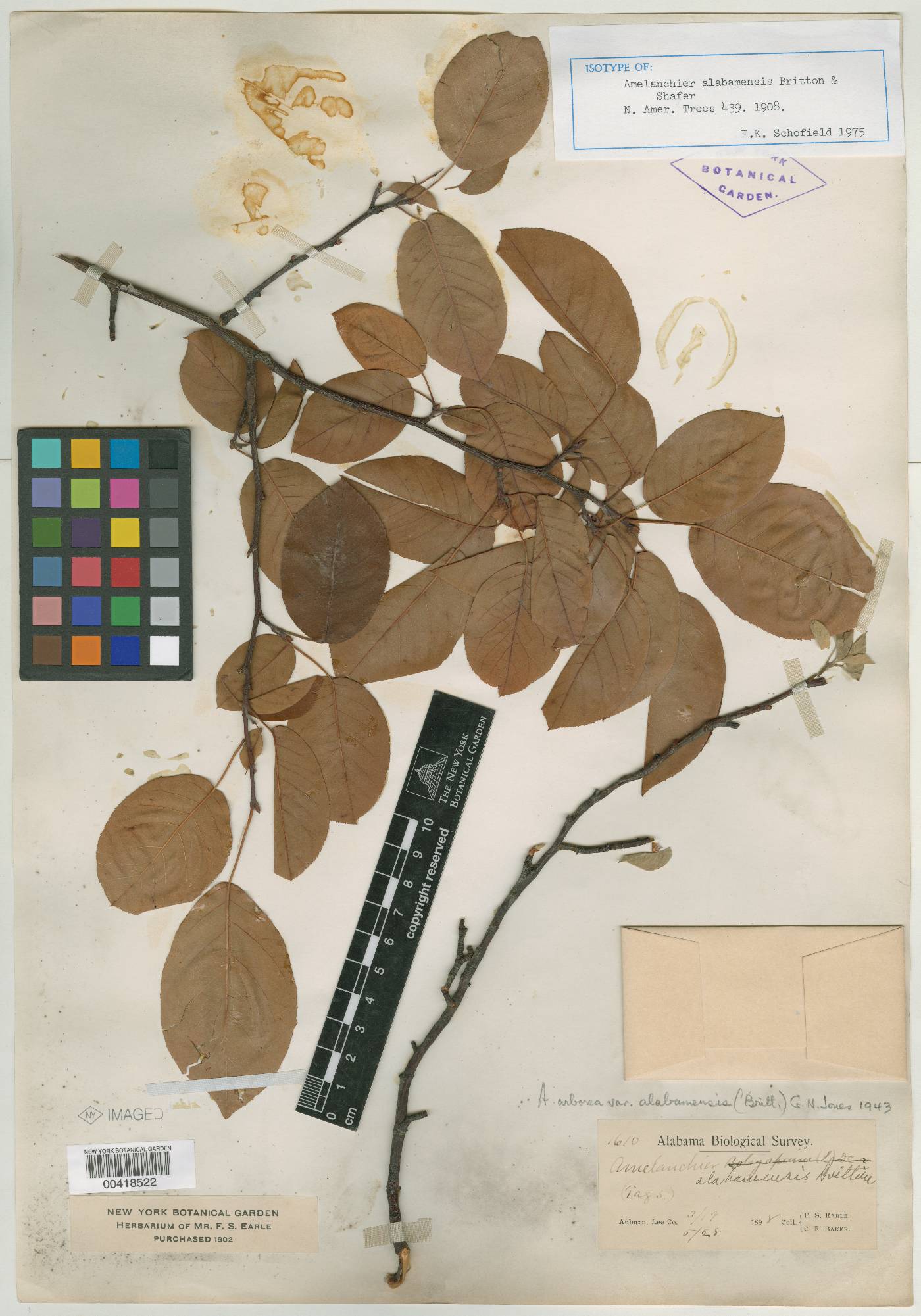 Amelanchier alabamensis image