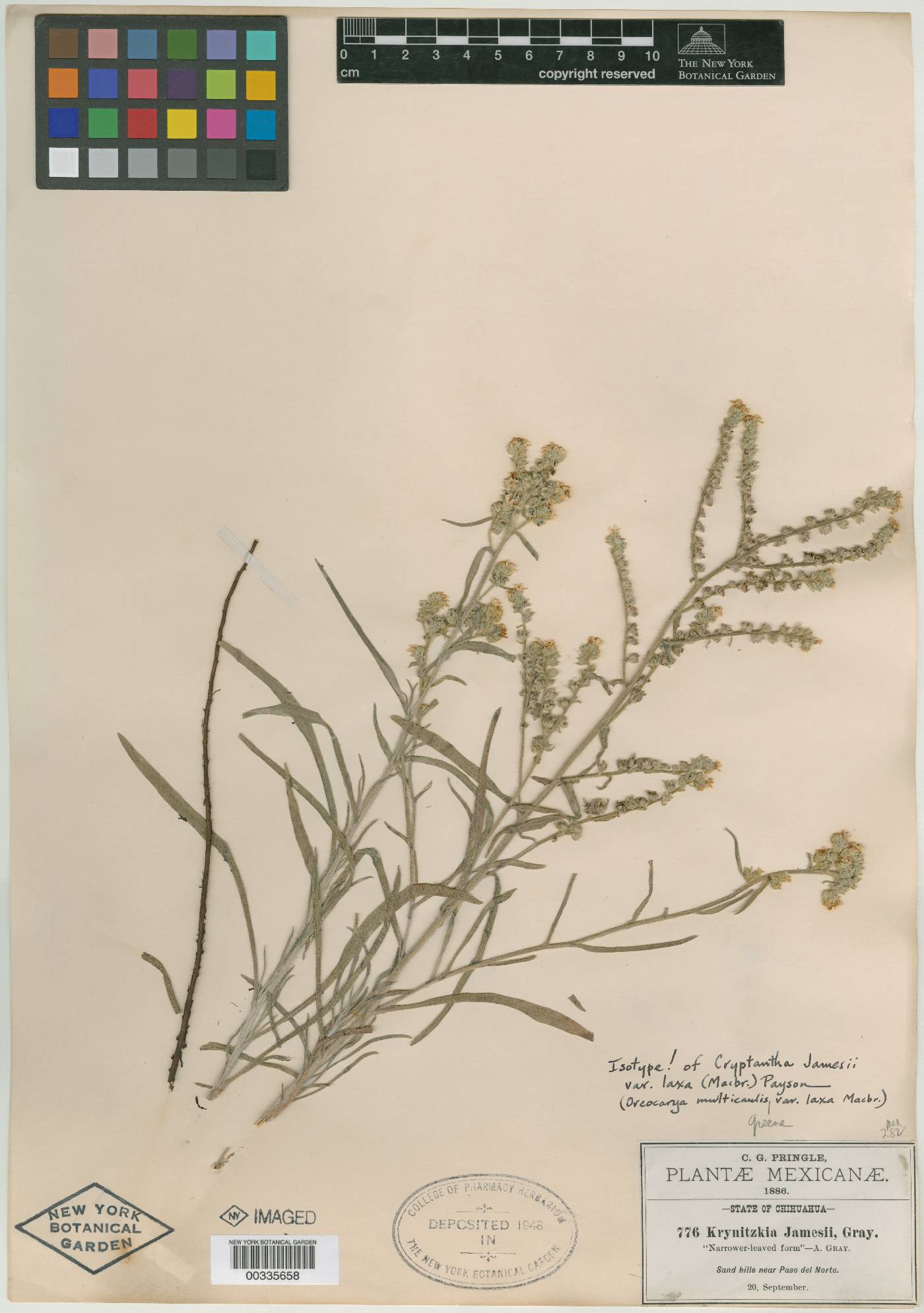 Oreocarya suffruticosa var. laxa image
