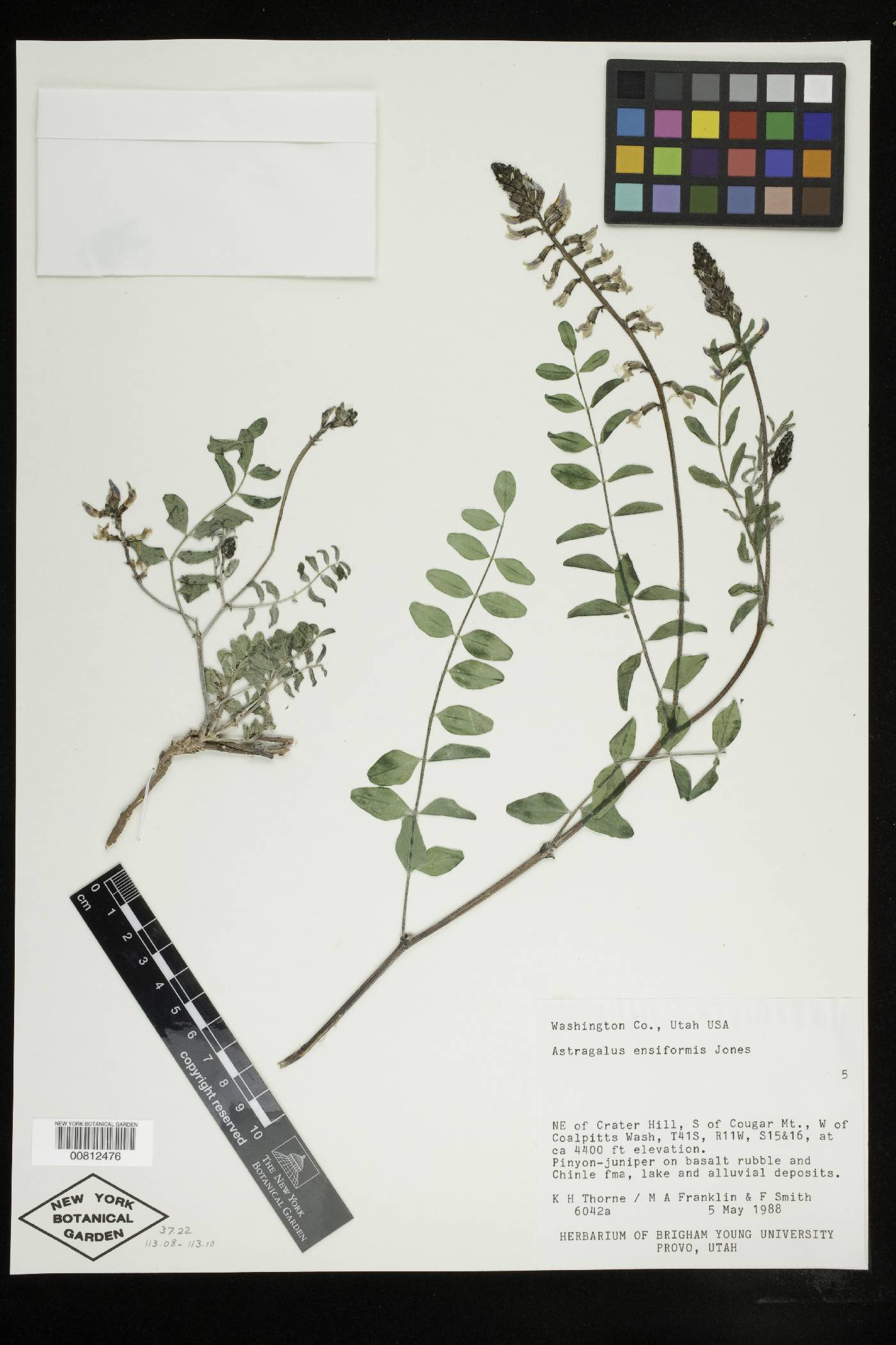 Astragalus ensiformis var. ensiformis image