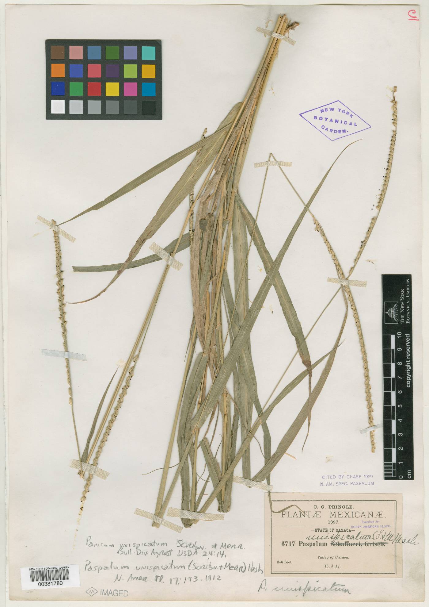 Panicum unispicatum image