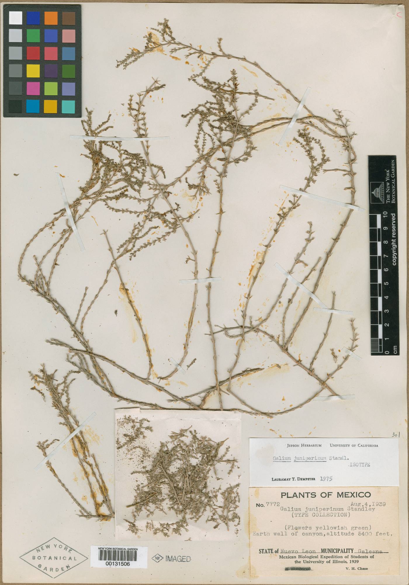 Galium juniperinum image