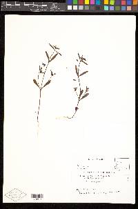 Collinsia parviflora image